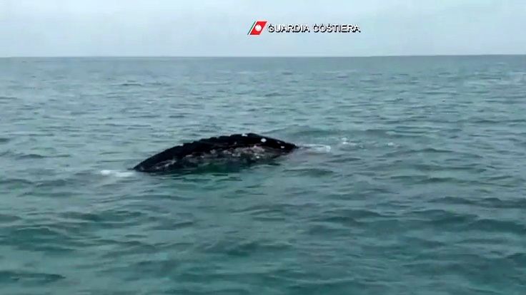 Video: dopo 300 anni, una rara balena appare sulle coste italiane